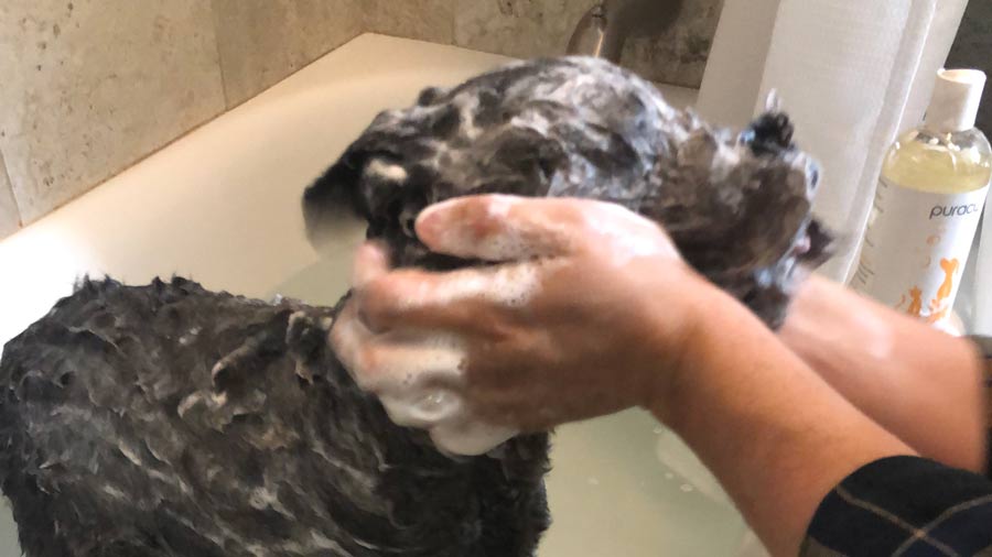 natural pet shampoo